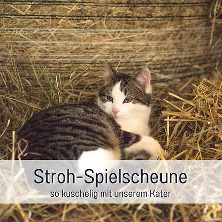 Bio Wichtelweide - Minze